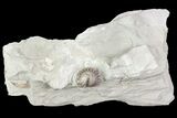 Wide, Enrolled Flexicalymene Trilobite In Shale - Ohio #72025-2